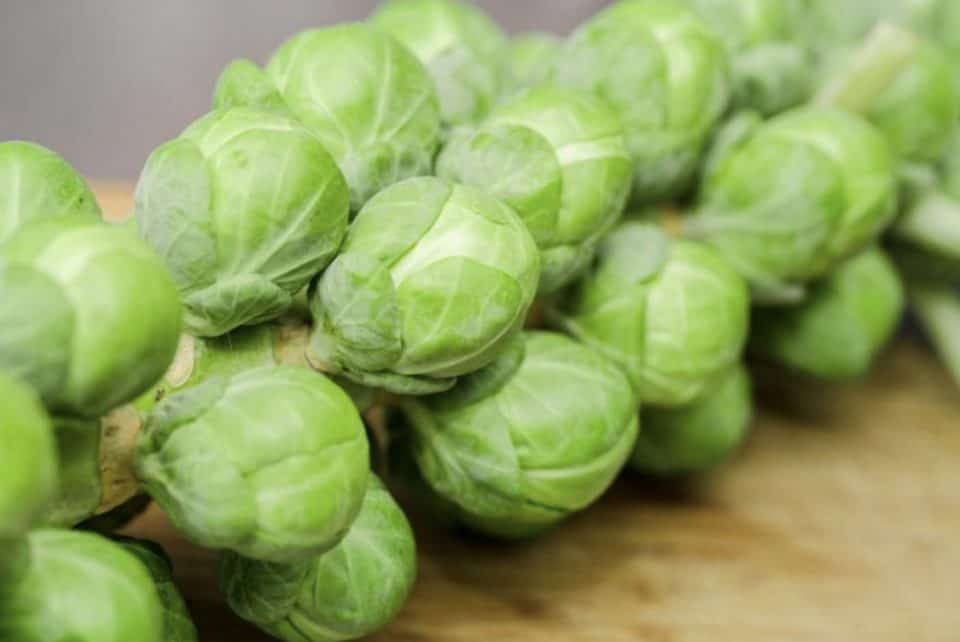 Picture of uncooked Brussels sprouts on the stalk.