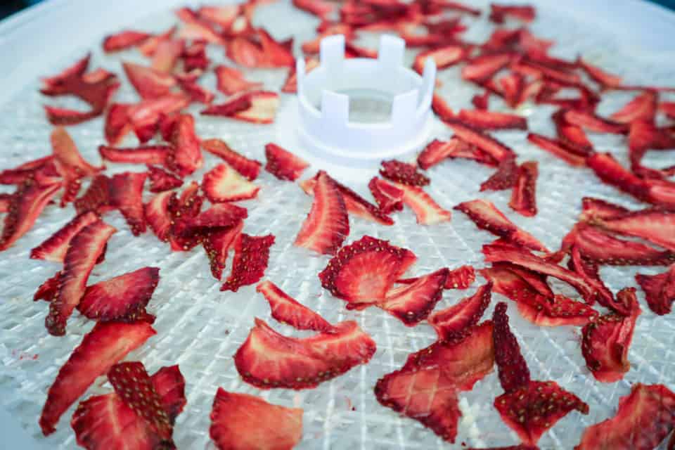Picture of Dehydrated Strawberries on a mesh lined dehydrator tray.