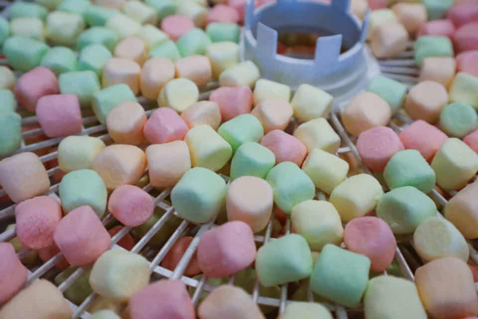 Picture of mini marshmallows on a dehydrator tray before dehydrating.