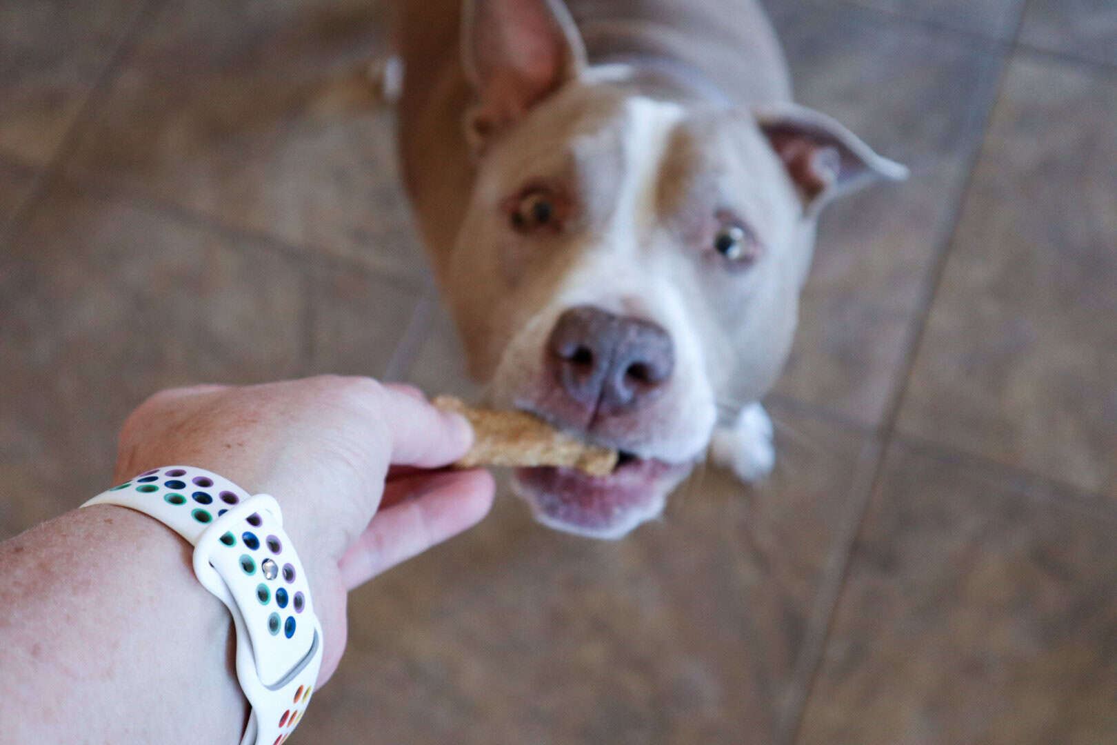 Homemade Peanut Butter & Banana Dog Treats ~ The Recipe Bandit